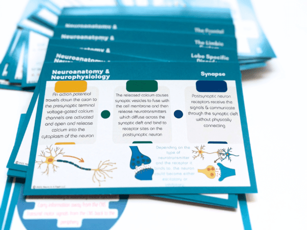 Neuroanatomy & Neurophysiology Deck - Image 3